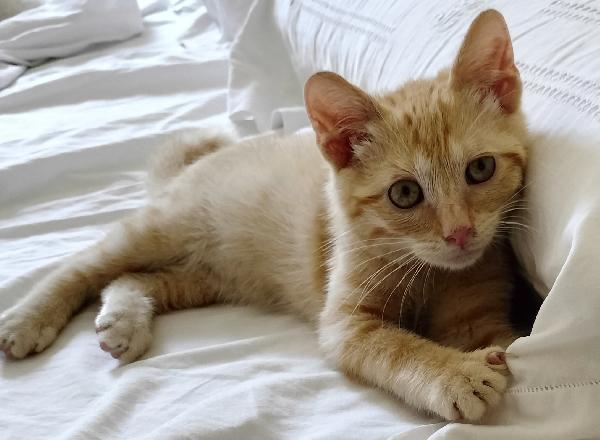 Gattino rosso Foto 4