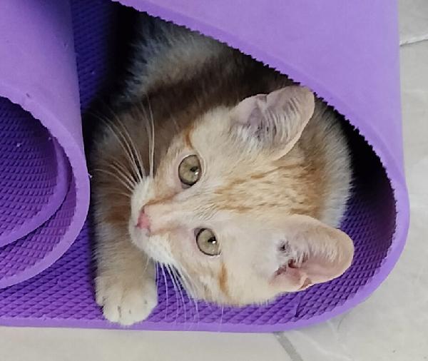 Gattino rosso Foto 5