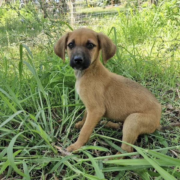 Choco Simpaticissimo Cucciolo Taglia Media 3 Mesi