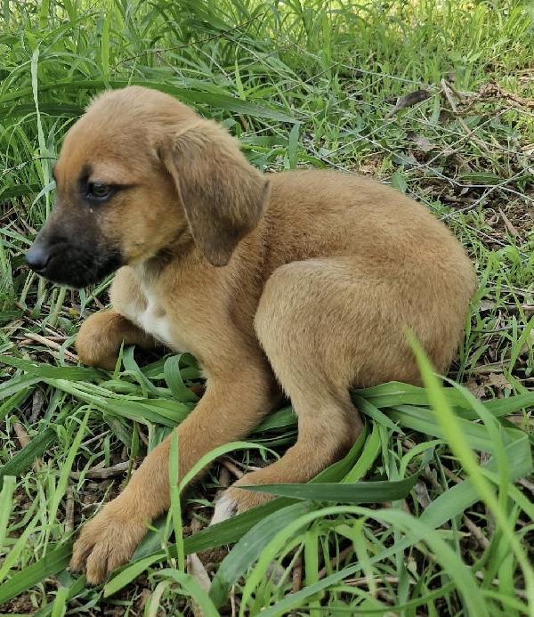 Choco simpaticissimo cucciolo taglia media 3 mesi Foto 3