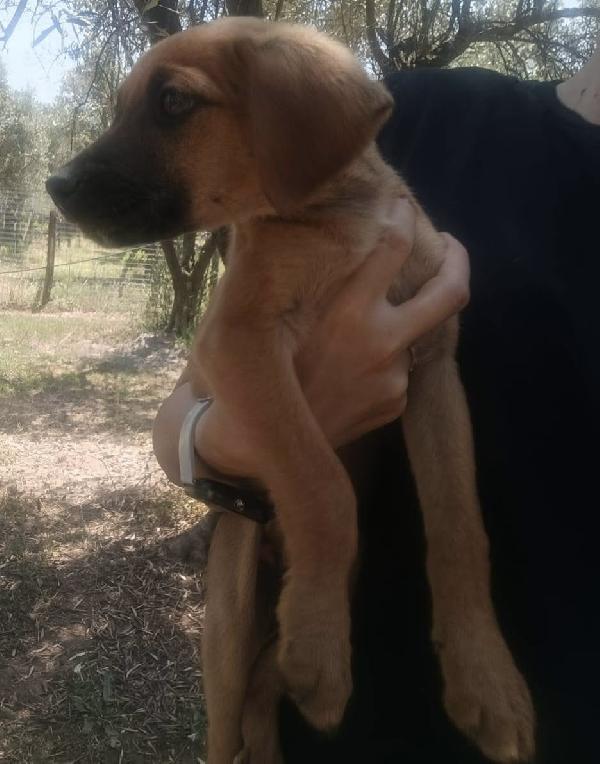Choco simpaticissimo cucciolo taglia media 3 mesi Foto 7