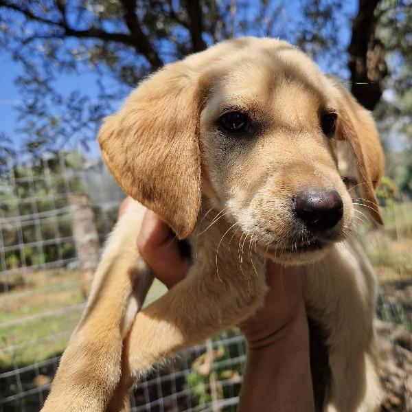 Oscar Dolce Cucciolo Dalle Orecchie A Cotoletta Taglia Media 3 Mesi