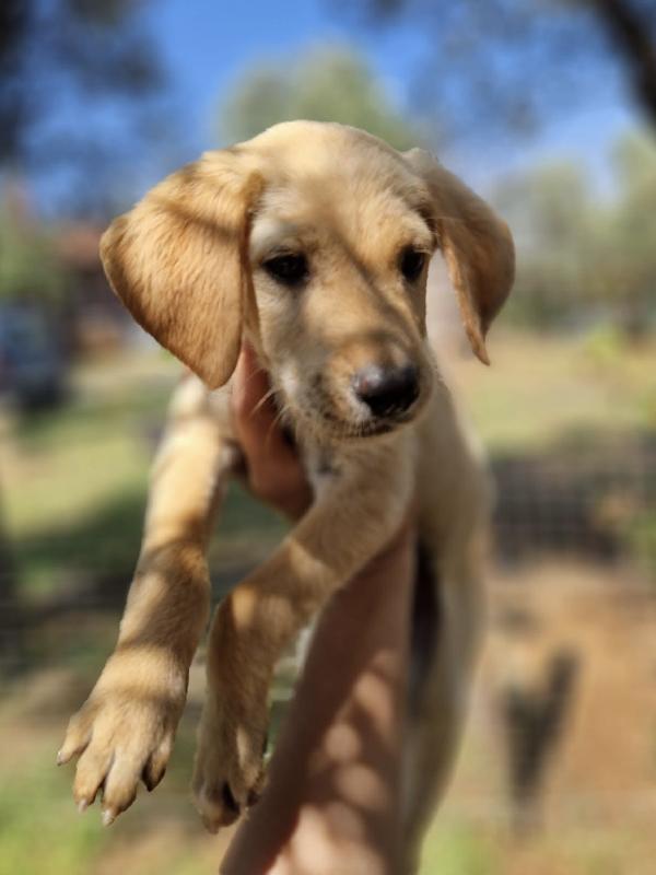 Oscar dolce cucciolo dalle orecchie a cotoletta taglia media 3 mesi Foto 2