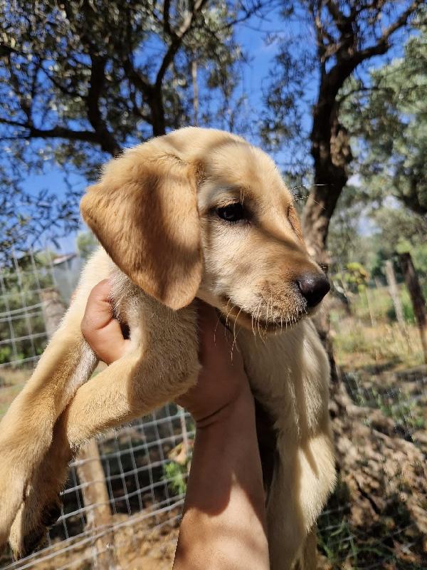 Oscar dolce cucciolo dalle orecchie a cotoletta taglia media 3 mesi Foto 3