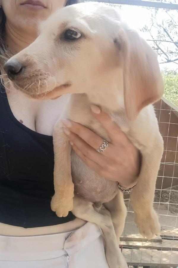 Oscar dolce cucciolo dalle orecchie a cotoletta taglia media 3 mesi Foto 4