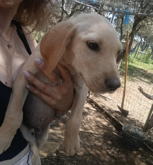 Oscar dolce cucciolo dalle orecchie a cotoletta taglia media 3 mesi Foto 5