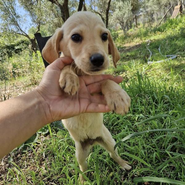 Timon Splendido Cucciolo 3 Mesi Taglia Media 