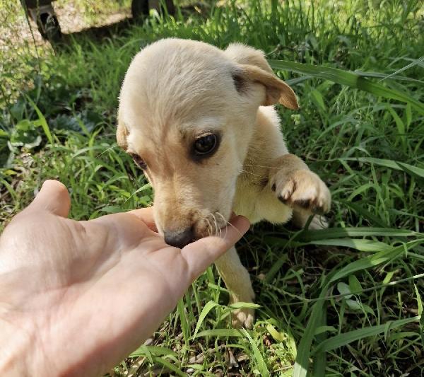 Timon splendido cucciolo 3 mesi taglia media  Foto 2