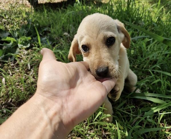 Timon splendido cucciolo 3 mesi taglia media  Foto 3