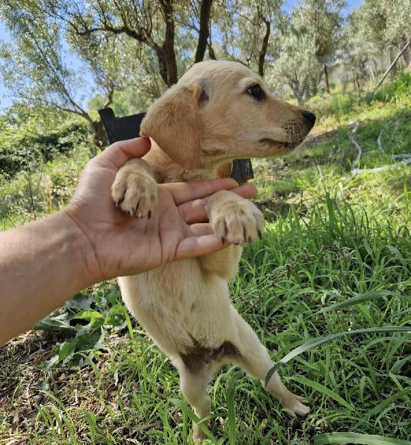 Timon splendido cucciolo 3 mesi taglia media  Foto 4