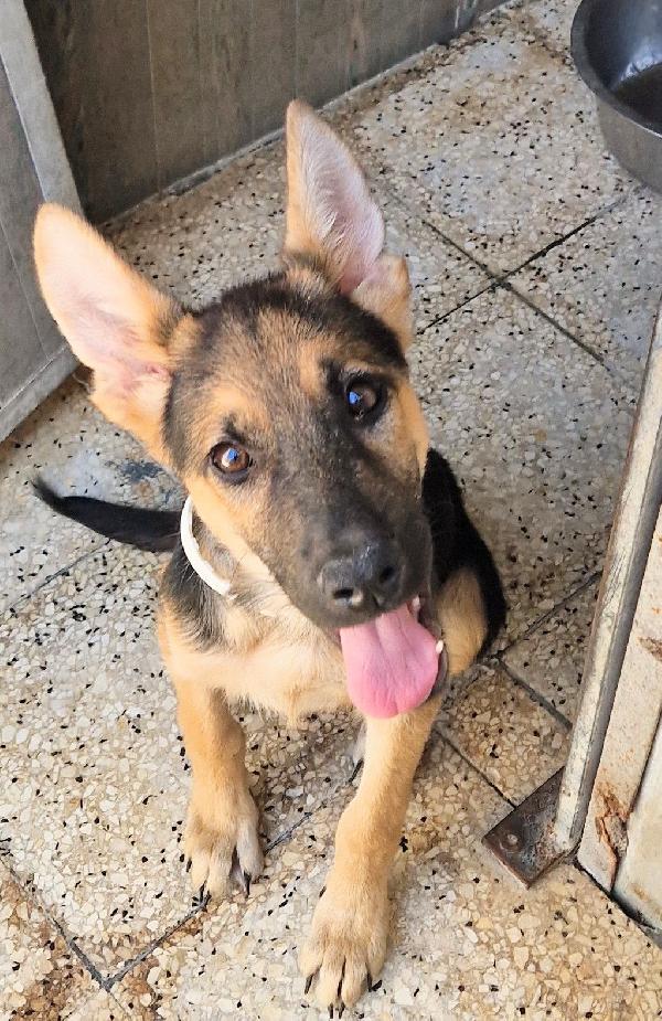 SALVIAMO DORA DAL CANILE.ADOTTABILE IN TUTTA ITALIA! Foto 3
