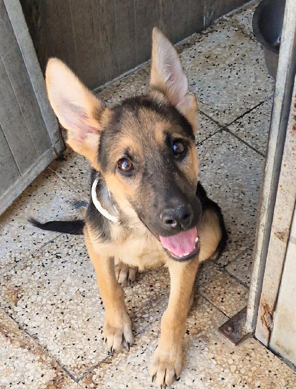 SALVIAMO DORA DAL CANILE.ADOTTABILE IN TUTTA ITALIA! Foto 4