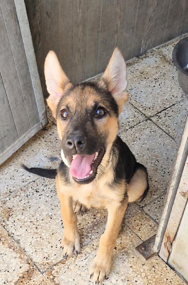 SALVIAMO DORA DAL CANILE.ADOTTABILE IN TUTTA ITALIA! Foto 7