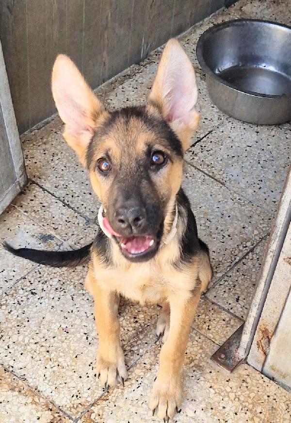 SALVIAMO DORA DAL CANILE.ADOTTABILE IN TUTTA ITALIA! Foto 8