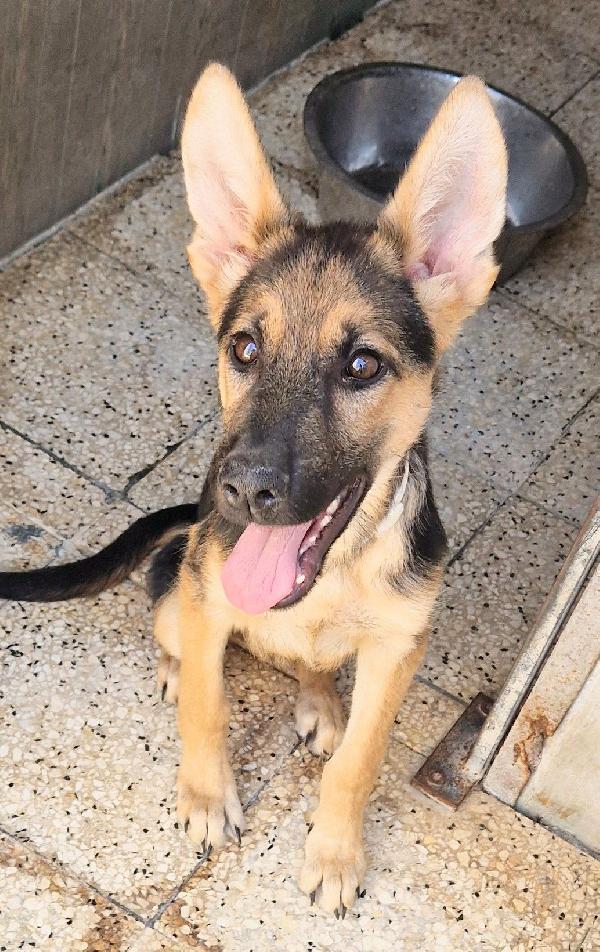 SALVIAMO DORA DAL CANILE.ADOTTABILE IN TUTTA ITALIA! Foto 9