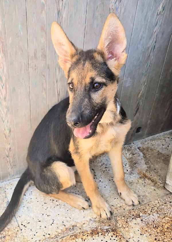 SALVIAMO DORA DAL CANILE.ADOTTABILE IN TUTTA ITALIA! Foto 10