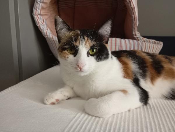 Molly: Micina Tricolore Di 15 Mesi Cerca Fam. 