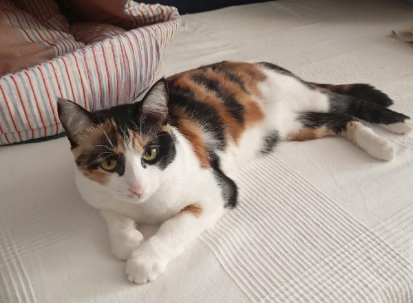 MOLLY: MICINA TRICOLORE DI 15 MESI CERCA FAM.  Foto 2