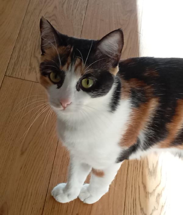MOLLY: MICINA TRICOLORE DI 15 MESI CERCA FAM.  Foto 3