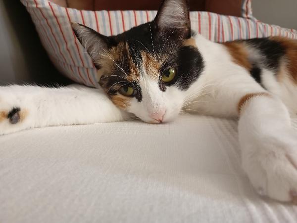 MOLLY: MICINA TRICOLORE DI 15 MESI CERCA FAM.  Foto 5