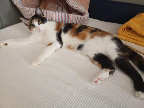 MOLLY: MICINA TRICOLORE DI 15 MESI CERCA FAM.  Foto 6