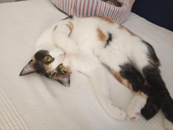 MOLLY: MICINA TRICOLORE DI 15 MESI CERCA FAM.  Foto 7