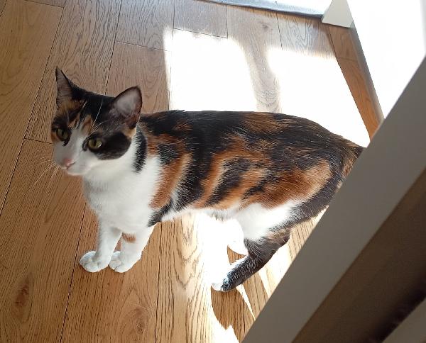 MOLLY: MICINA TRICOLORE DI 15 MESI CERCA FAM.  Foto 9