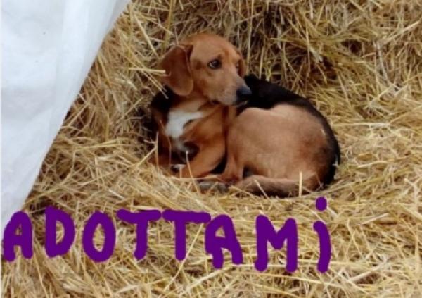 Jeff mix Beagle sta crescendo da anni solo..MARCHE Foto 2