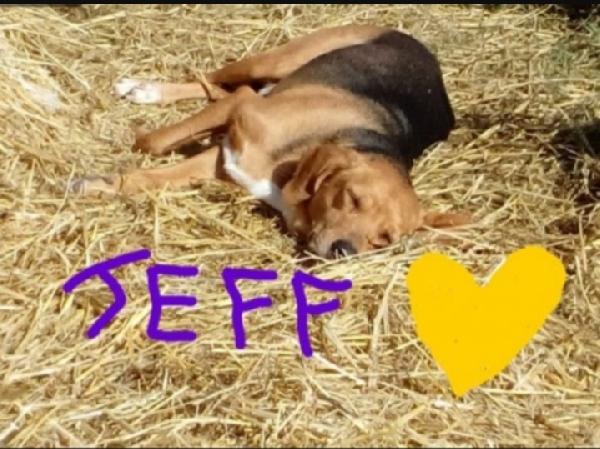 Jeff mix Beagle sta crescendo da anni solo..MARCHE Foto 3