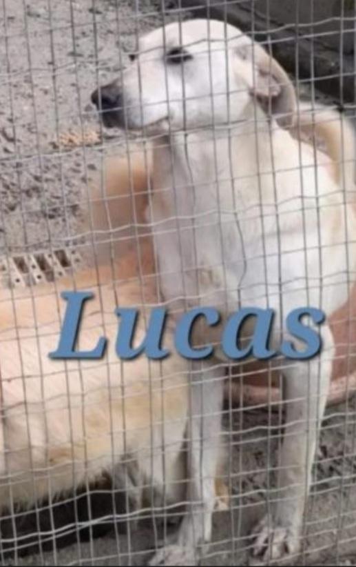 Lucas 3/4Anni Da Cucciolo Aspetta Dietro Le Sbarre 