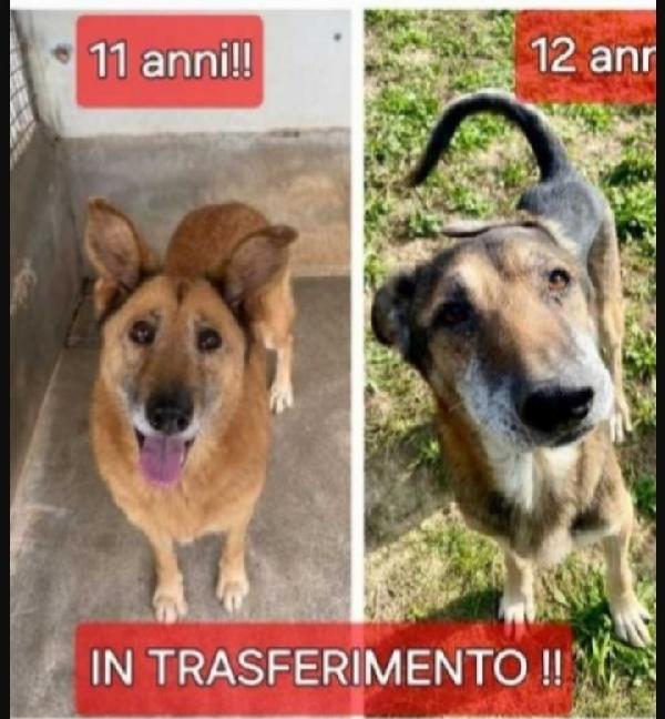2Cani Anziani Finiti In Pessimo Canile Del Sud