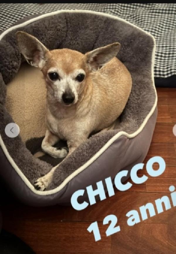 Pinscher 12Anni Kg 3 Milano Sos Casa