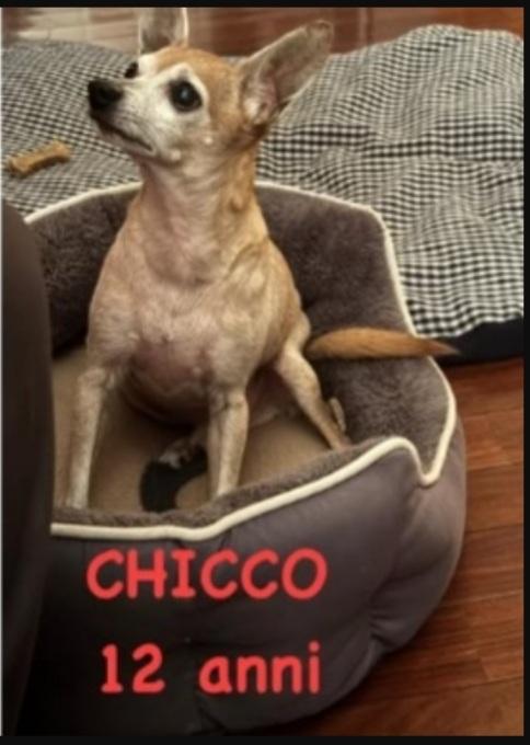 Pinscher 12anni kg 3 MILANO SOS CASA Foto 2
