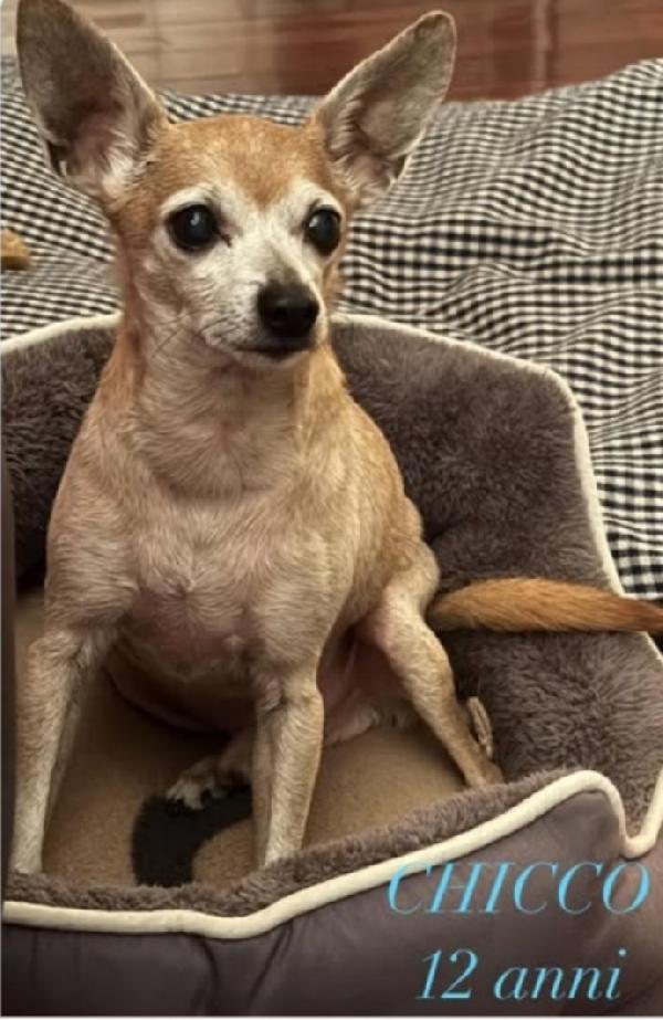 Pinscher 12anni kg 3 MILANO SOS CASA Foto 3