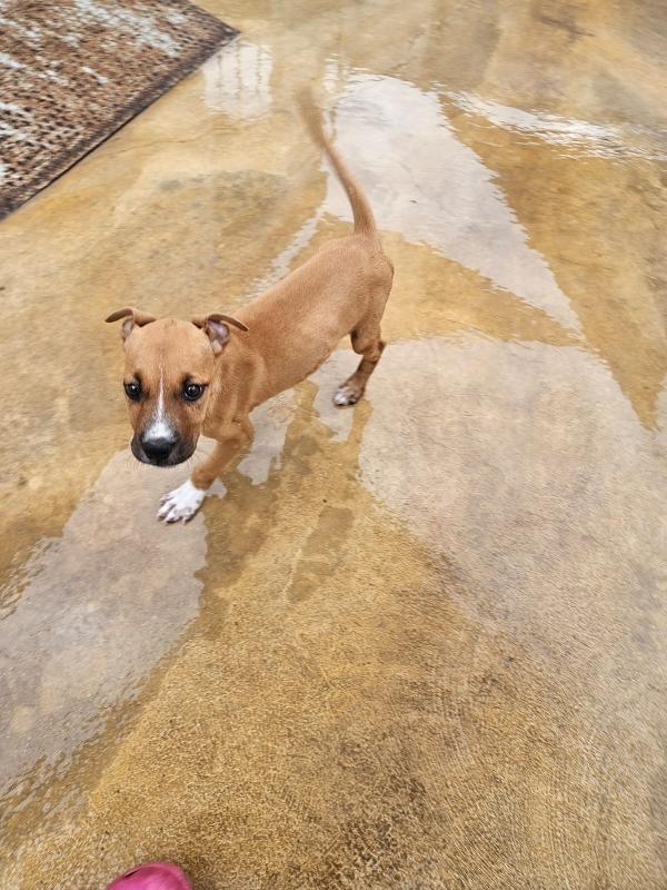 Gatta: Pitbullina 4 Mesi 