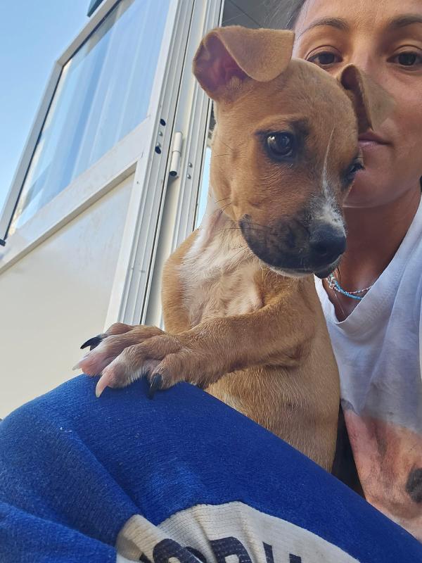 Gatta: pitbullina 4 mesi  Foto 2