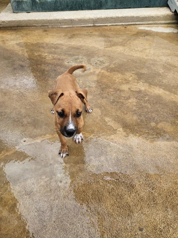 Gatta: pitbullina 4 mesi  Foto 3