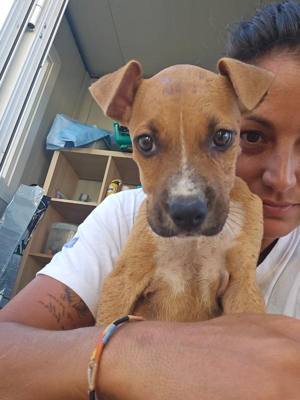 Gatta: pitbullina 4 mesi  Foto 4