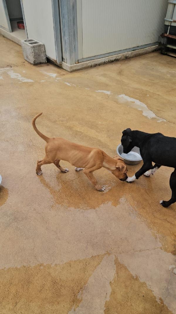 Gatta: pitbullina 4 mesi  Foto 5