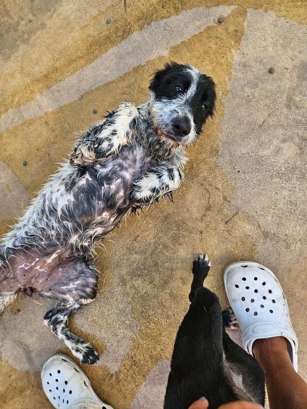 COLA, DOLCE CUCCIOLA MIX SETTER / SPINONE, CERCA FAMIGLIA  Foto 3