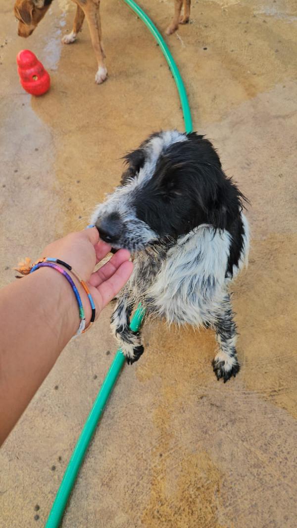 COLA, DOLCE CUCCIOLA MIX SETTER / SPINONE, CERCA FAMIGLIA  Foto 7