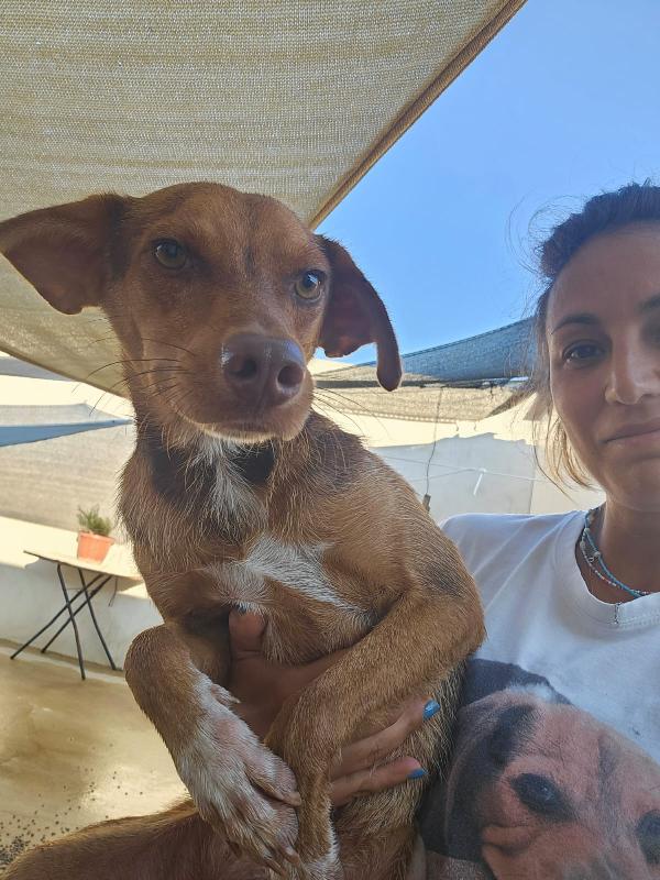 Lupo Meraviglioso Dolce Cucciolo Cerca Famiglia 
