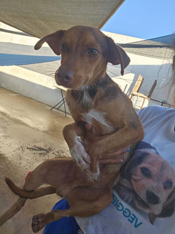 LUPO MERAVIGLIOSO DOLCE CUCCIOLO CERCA FAMIGLIA  Foto 6
