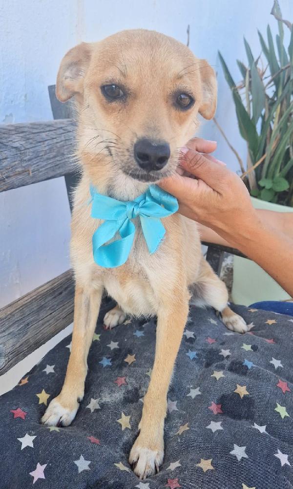 Pongo Un Dolcissimo Cagnolino Taglia Piccola Cerca Casa 