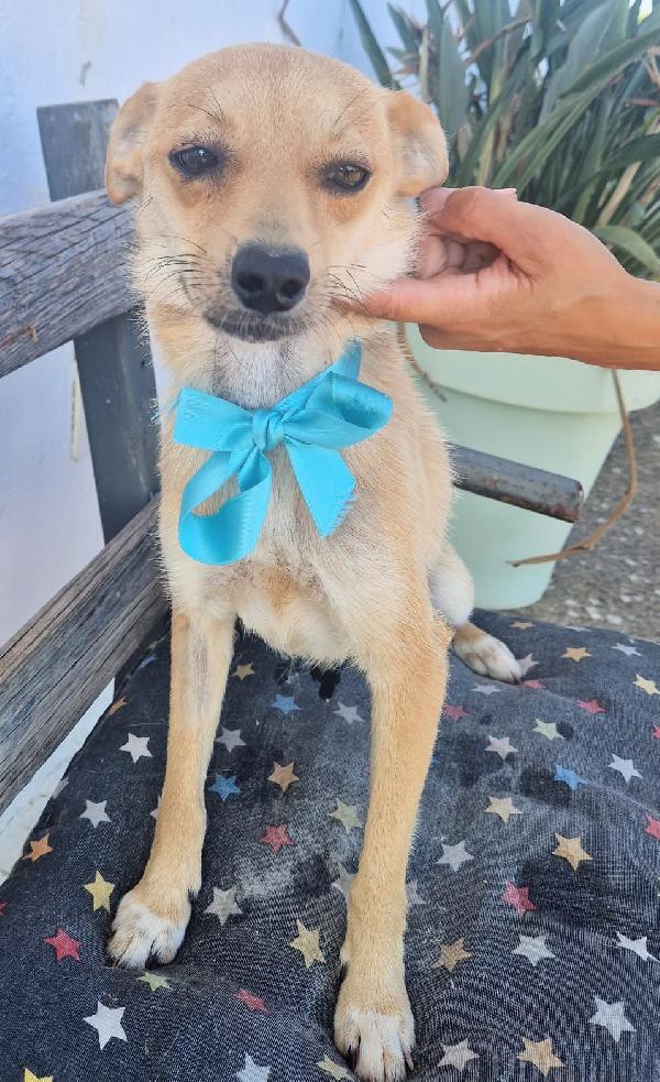 Pongo un dolcissimo cagnolino taglia piccola cerca casa  Foto 3