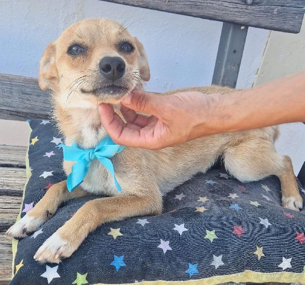 Pongo un dolcissimo cagnolino taglia piccola cerca casa  Foto 4