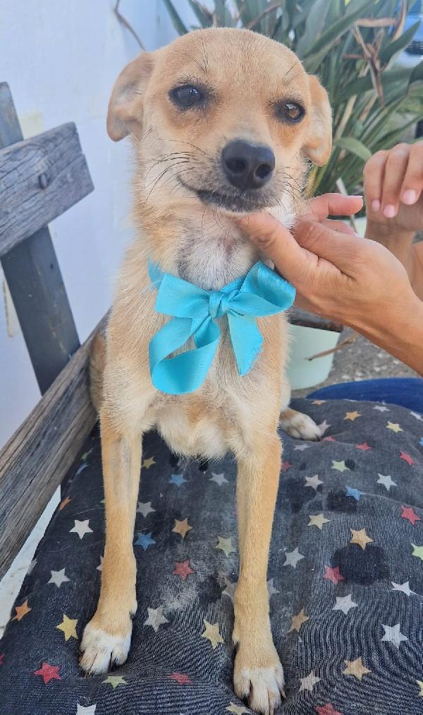 Pongo un dolcissimo cagnolino taglia piccola cerca casa  Foto 6