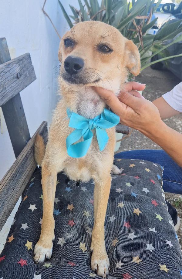 Pongo un dolcissimo cagnolino taglia piccola cerca casa  Foto 7