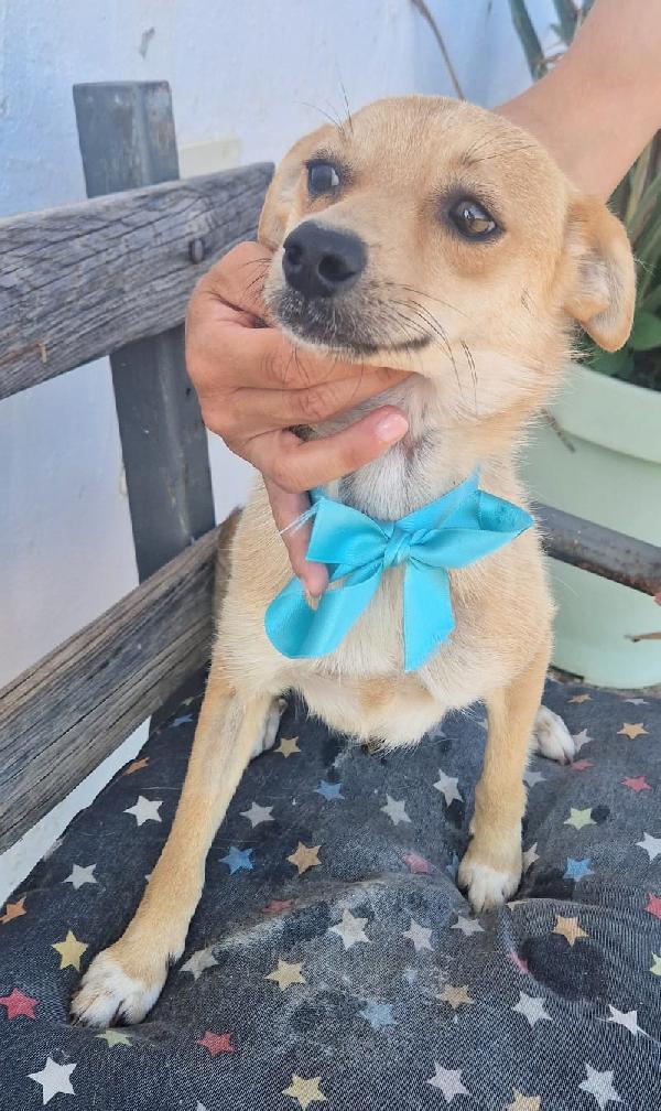 Pongo un dolcissimo cagnolino taglia piccola cerca casa  Foto 8