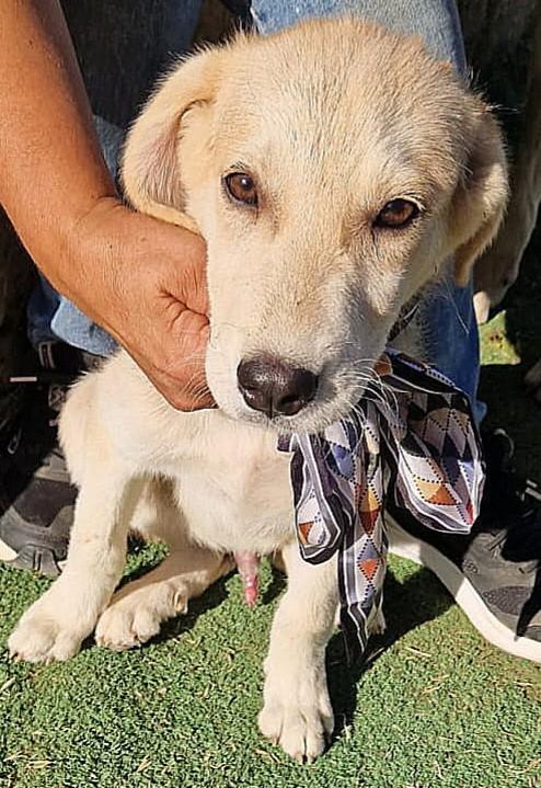Dolcissimi cucciolotti cercano disperatamente casa Foto 5